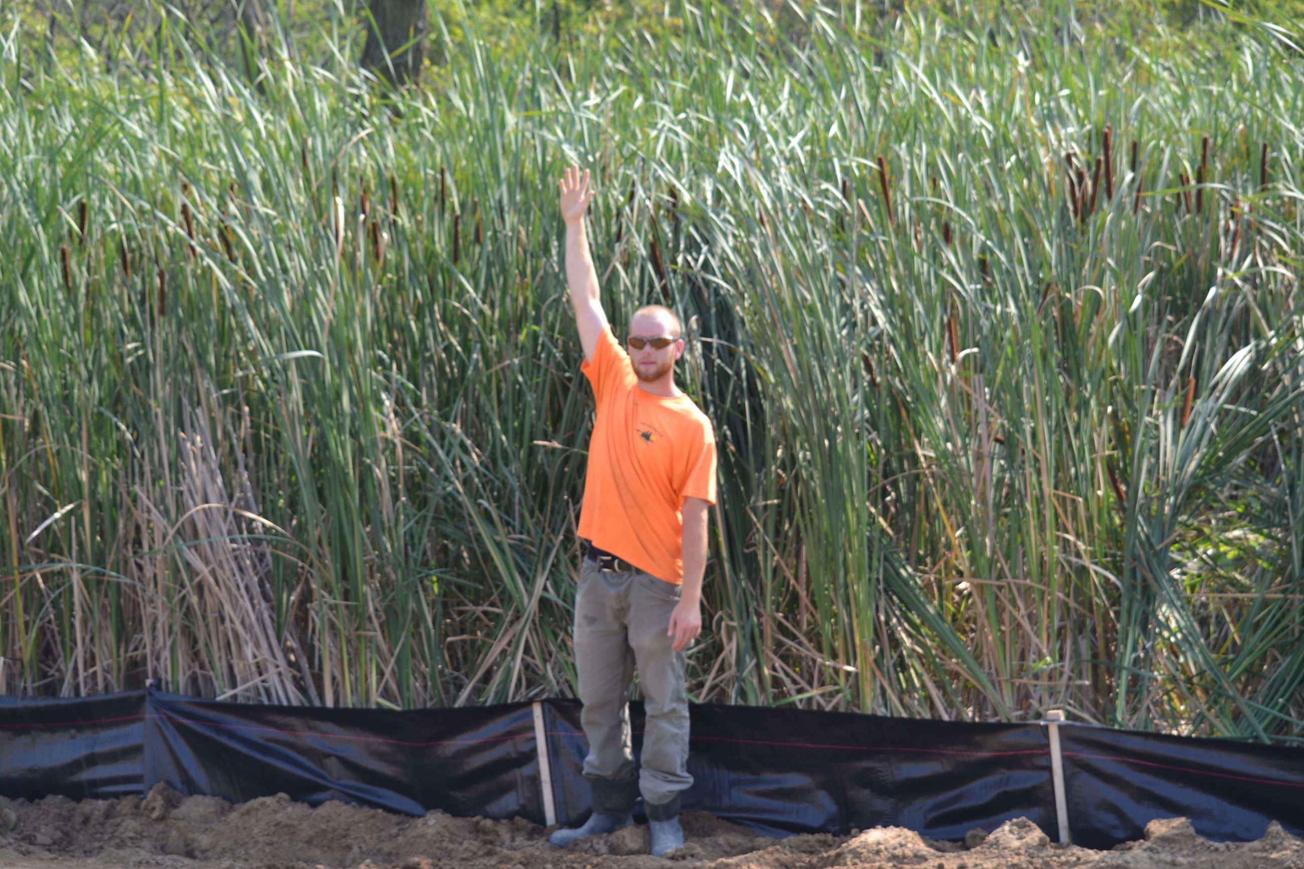 Phragmite photo with contractor worker standing in front, Napier/10 Mile Road